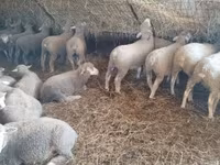 میش, Ile-de-France sheep — عکس 5