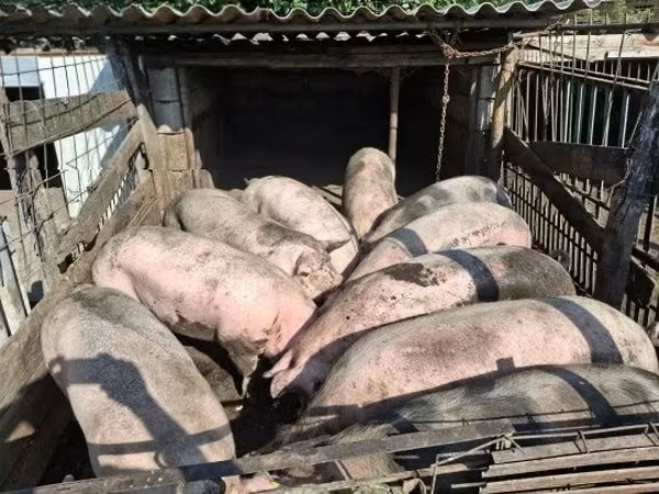 Babi (lot, jantina tidak dinyatakan), 