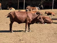 بقرة, Latvian Blue cattle — الصورة 2