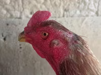Chickens — 照片 6