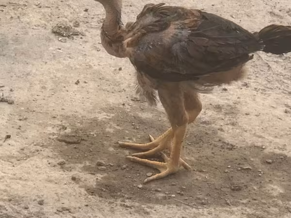 Shamo chickens