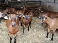 Ged, Alpine goat — foto 3
