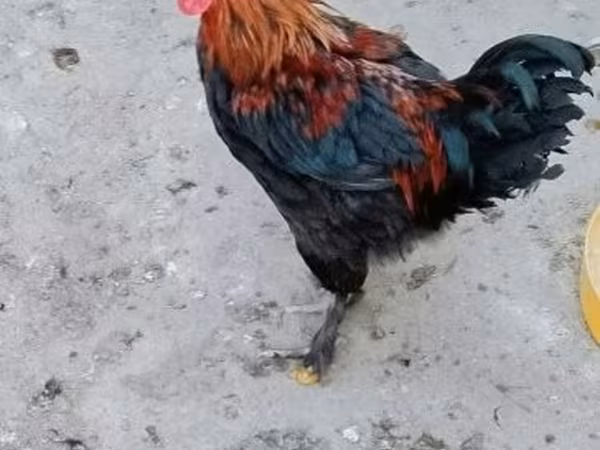 marans
