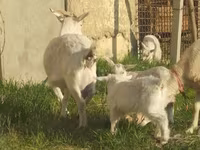 بز ماده, بز — عکس 6