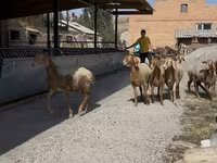 Owca, Arashan sheep — zdjęcie 7