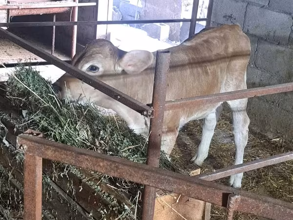 گاو ماده, Swiss cattle