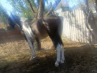 Hingst, French Trotter — foto 3