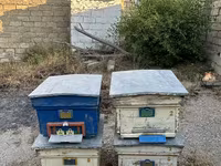 Arı yeşikləri satılır 🐝 Şəkildə görünən tipdə arıçılıq üçün yararlı — عکس 1