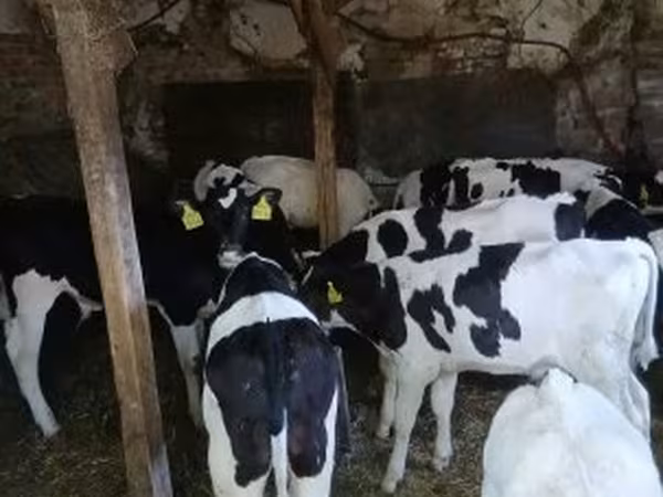 Bou, Russian Black pied cattle