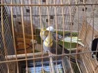 Salam 1 cüt korella quşu satılır yem qabı su qabı qəfəsi və yuvası var — รูปภาพ 3