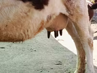 Mucca, Razza Holstein — foto 7