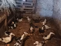 Ducks — foto 1