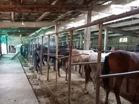 Cavalo, Cavalos — foto 8