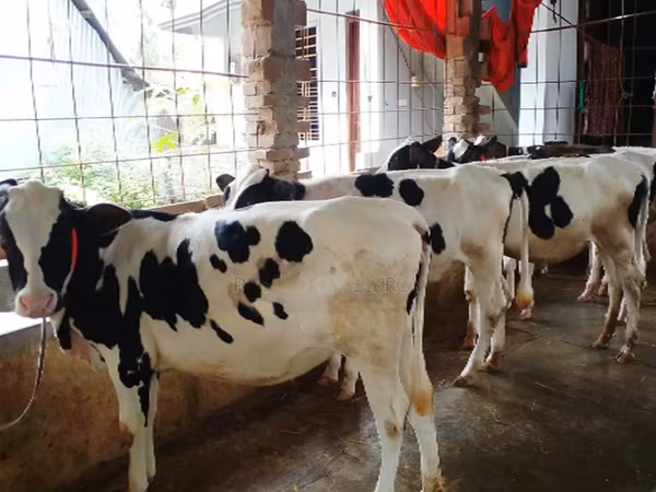 Vache, Race Holstein — Bangladesh