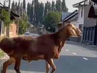 公羊, Rhon sheep — 照片 4