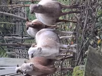 Domba jantan, Katum sheep — foto 3