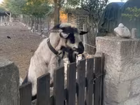Cabro, Cabras — foto 3