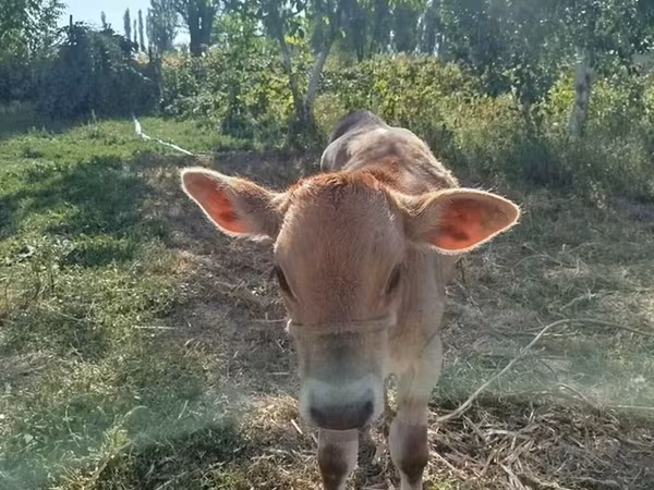 Tyre, Swiss cattle