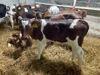 Tyre, Simmental cattle — foto 1
