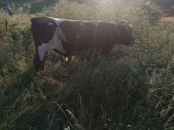 Bull, Russian Black pied cattle