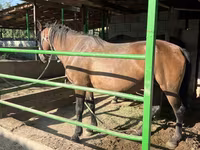 مادیان, Kazakh horse — عکس 3