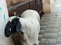 Wad, Sheep — sawirka 1