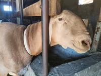 Beran, Arashan sheep — foto 3