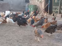Chickens — รูปภาพ 5