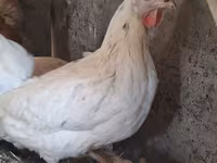 Chickens — عکس 3