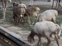 Beran, Arashan sheep — foto 3