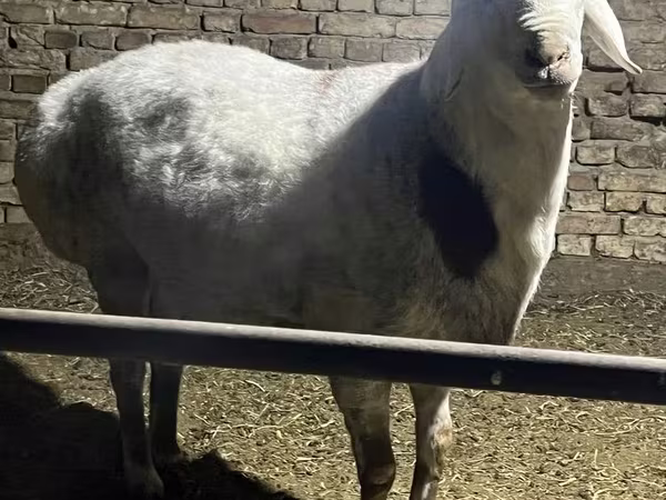 Овен, Afghan Arabi sheep
