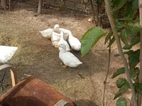Ducks — zdjęcie 4