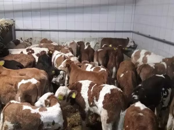 Bull, Limousin cow