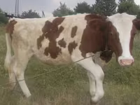 Kuh, Swiss cattle — Foto 1