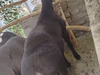 قوچ, Hissar sheep — عکس 2