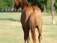 اسب نر, Quarter Horse — عکس 3