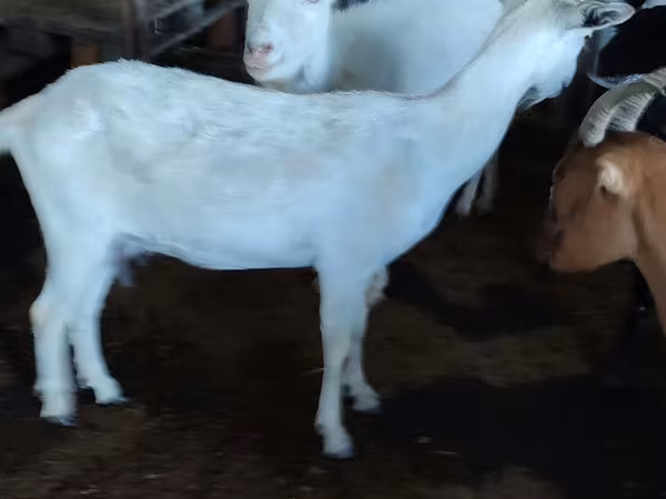 Goat, Saanen goat