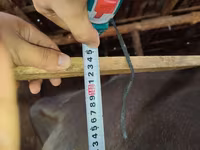 গাভী, গরু — ছবি 4
