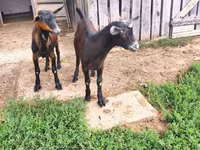 Kozel, Nubian Goat — foto 5