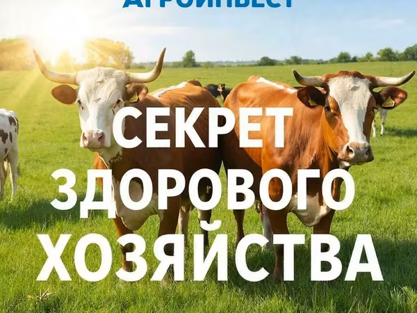 İnək, Swiss cattle — Rusiya