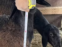 Qoç, Rhon sheep — foto 7