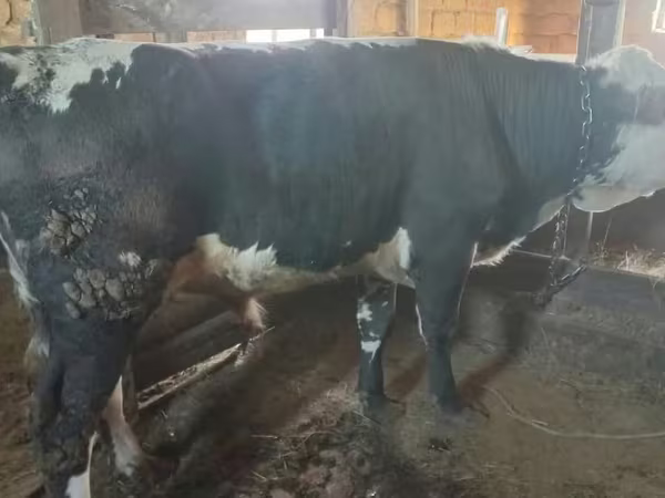 Krava, Latvian Blue cattle