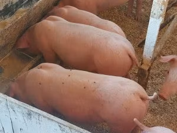 Խոզեր (խումբ, սեռը նշված չէ), Крупная белая