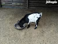 Țap, Nigerian dwarf goats — foto 4