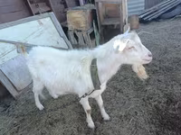 Billy Goat, Goats — photo 1