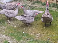 Ducks — foto 2
