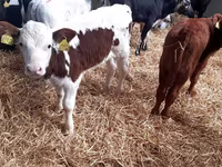 Bovine (lot, sex nespecificat), Vaca Limousine — foto 2