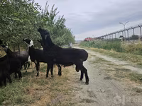 Kambing jantan, Sheep — foto 5