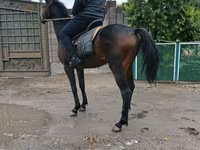 Kuda jantan, Thoroughbred horse — foto 2