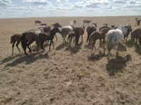 اسب نر, Kazakh horse — عکس 4